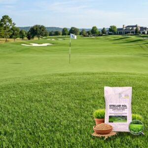 Stellar 4GL PERENNIAL RYEGRASS SEEDS, PACK OF 5LB (2.27 KGS)