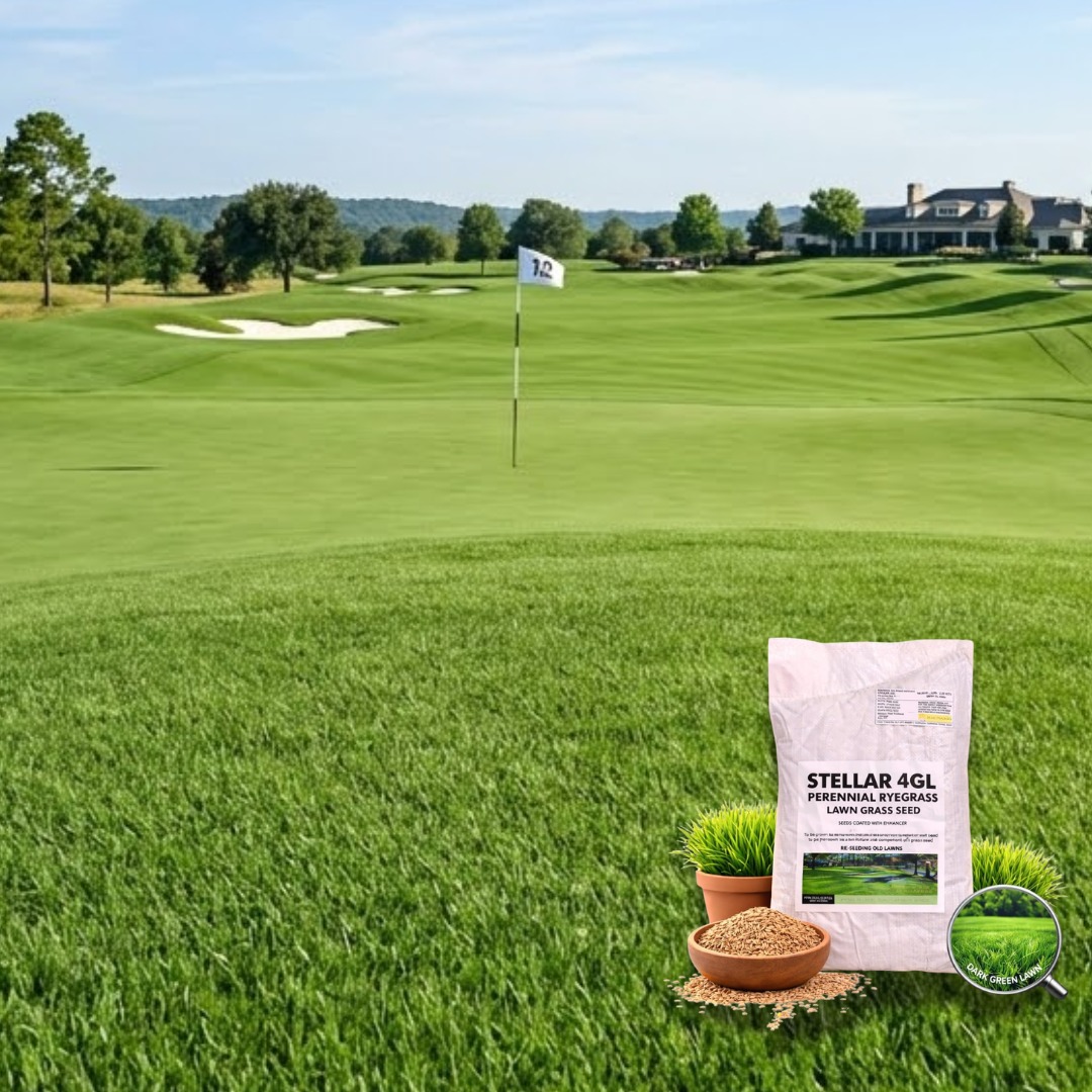 Stellar 4GL Perennial Ryegrass Seeds Pack of 5 LB (2.27 Kgs)