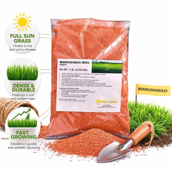 Maya Bermuda Doob Grass Seeds Pack of 1 LB (0.454 KG) - Image 2