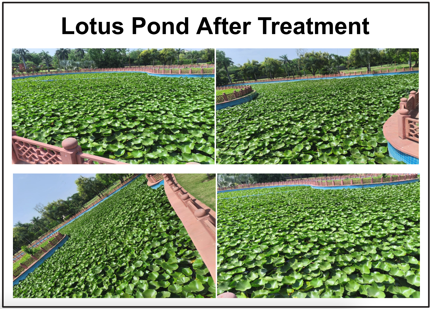 Pond and Lake Clarifier | Dry biological septic and waste degrader - 10 Kgs - Image 2